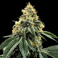 Kosher Dawg – Feminized – DNA Genetics