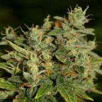 Connoisseur Genetics Seeds ChemWreck Kush Regular  