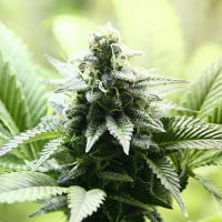 Kannabia Seeds Kreamy Karamel Feminised