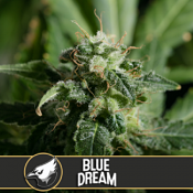 Blue Dream - Feminized - Blimburn Seeds
