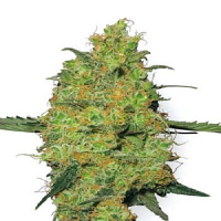 White Label Seed Company Master Kush Feminized