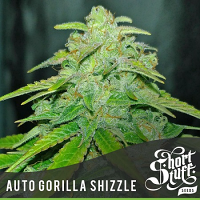 Shortstuff Seeds Auto Gorilla Shizzle Feminized