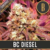 BC Diesel - Feminized - BlimBurn Seeds