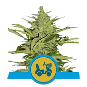 Fast Eddy Auto CBD - Feminized - Royal Queen Seeds
