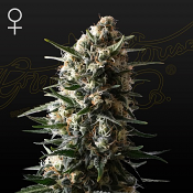Bubba Slush - Feminized - Green House Seed Co