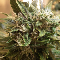 Shortstuff Seeds SharkBite Auto Regular