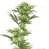 Guava Jelly - Feminized - White Label Seeds (American Line)