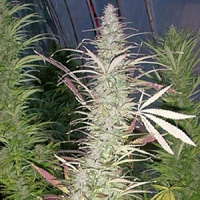 Next Generation Seeds Timewarp Regular