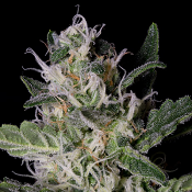 Platinum Cookies - Feminized - Big Head Seeds