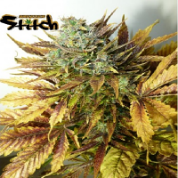 Flash Seeds Purple Sirius Kush Auto Feminised