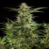 Lemon Auto CBD - Feminized - Philosopher Seeds
