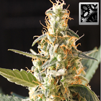 BlimBurn Seeds Cream Automatic Feminized