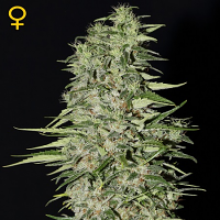 Green House Seeds Diamond Girl Feminized