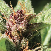 Royal Highness - Regular - Humboldt Seed Company