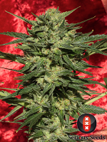 Serious Seeds Auto White Russian #1 Feminized