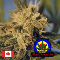 Next Generation Seeds BC Big Bang Regular