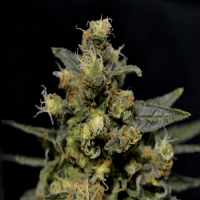 CBD Seeds AK Feminized