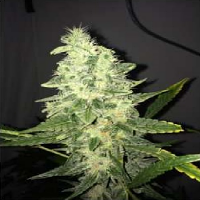 Supreme CBD Kush – Fem – Nirvana Seeds