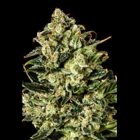 SuperCBDx Seeds Emerald Jack x SCBDx Feminized