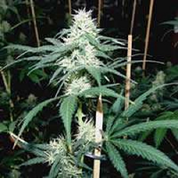 Soma Seeds Somaui Regular