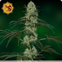 Barney's Farm Seeds Tangerine Dream Auto Feminized