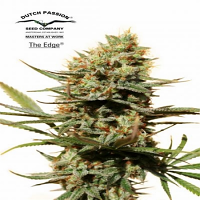 Dutch Passion Seeds The Edge Feminized