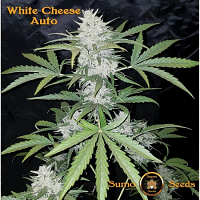 Sumo Seeds Auto White Cheese Feminized