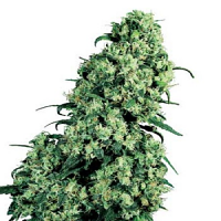 Skunk #1 – Regular – Sensi Seeds