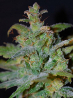 Female Seeds Auto AK Feminized