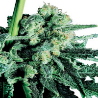 Sensi Skunk – Regular – Sensi Seeds