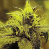 Sagarmatha Seeds Honolulu Haze Feminized
