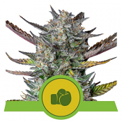 Purple Punch Auto - Feminized - Royal Queen Seeds