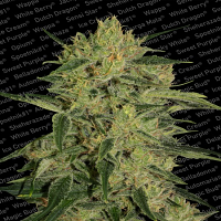 Paradise Seeds Nebula II CBD Feminized