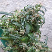 Hokkaido Japan Hemp - Regular - Ace Seeds