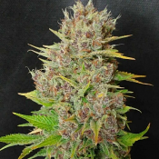 Mendo Grape Widow - Feminized - Ultra Genetics