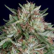Don AK Auto - Feminized - Don Avalanche Seeds