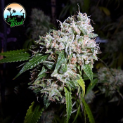 California Headband - Feminized - Cali Weed