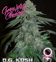 O.G. Kush - Feminized - Growers Choice