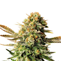Kannabia Seeds Russian Doll Feminized