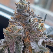 Piñata - Feminized - Grounded Genetics