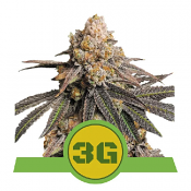 Triple G Auto - Feminized - Royal Queen Seeds
