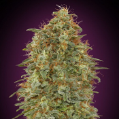 Zkittlez Fast Version - Feminized - Advanced Seeds