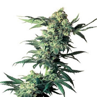 Northern Lights – Regular – Sensi Seeds
