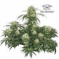 The Ultimate - Feminized - Dutch Passion