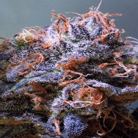 TGA Subcool Seeds Querkle Regular