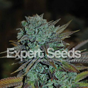 Expert Gorilla – Feminized – Expert Seeds