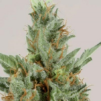 De Sjamaan Seeds White Skunk Feminised