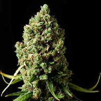 Spliff Seeds Amnesiac Feminized (Gold)