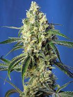Sweet Seeds Green Poison CBD® Feminized