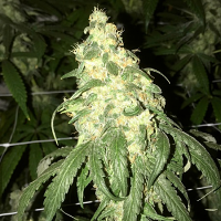 Pot Valley Seeds Golden Monkey Regular